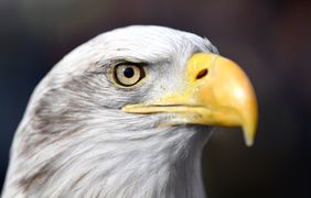 Wie lauten die Aliasnamen Eures Vereins: Die Adler? Foto: getty images